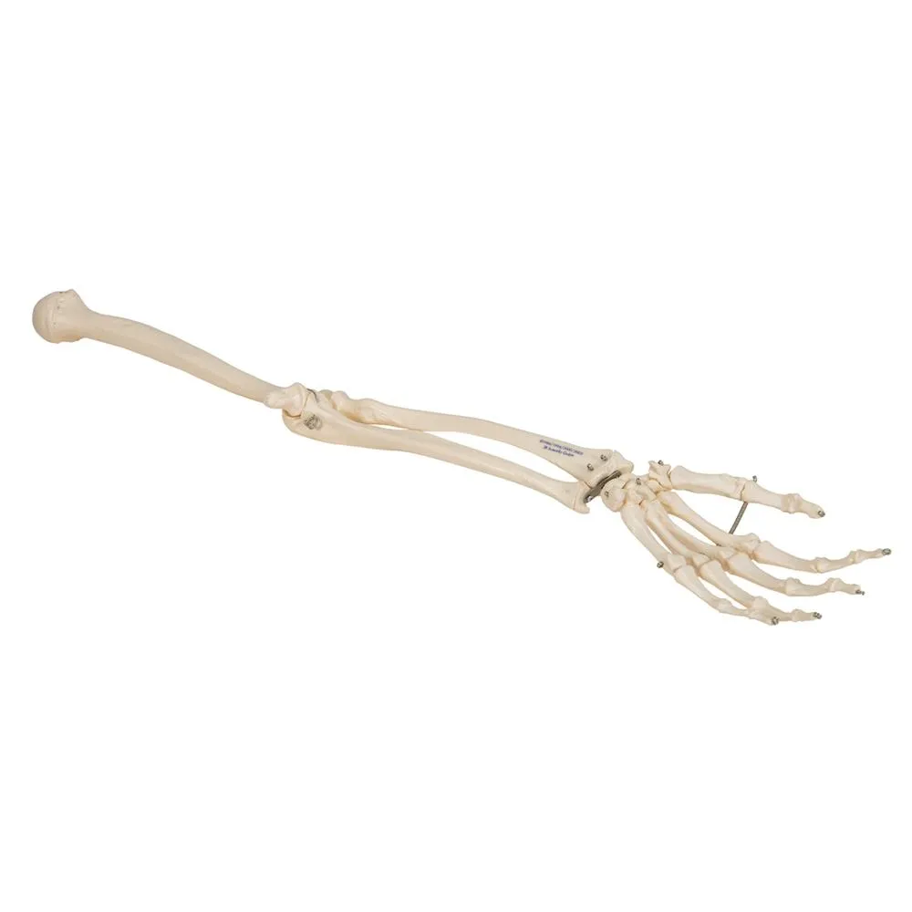 Arm Skeleton Wire Mounted