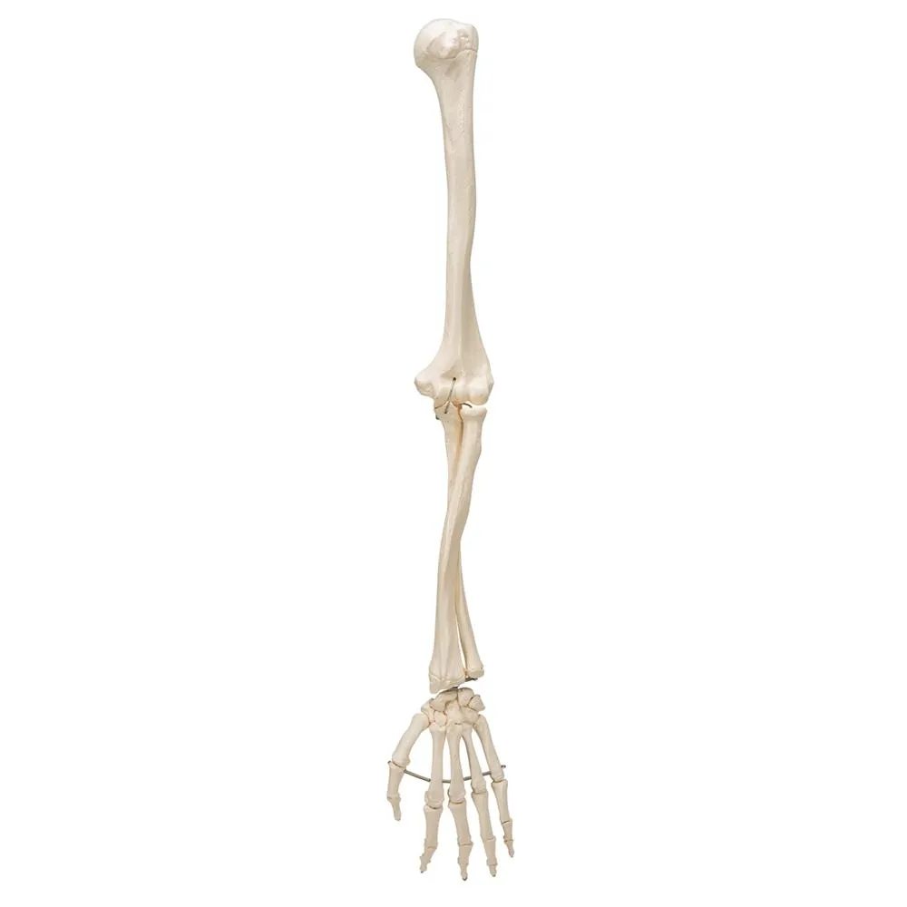 Arm Skeleton Wire Mounted