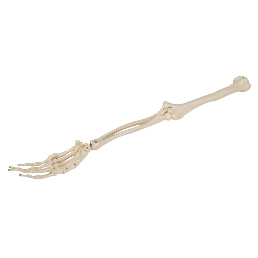 Arm Skeleton Wire Mounted