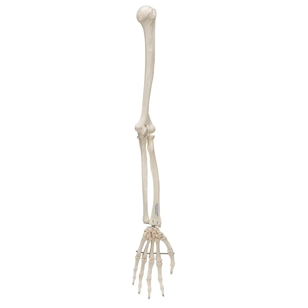 Arm Skeleton Wire Mounted