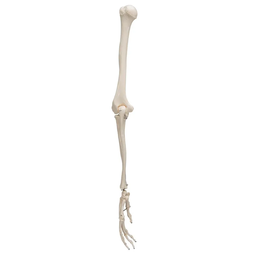 Arm Skeleton Wire Mounted