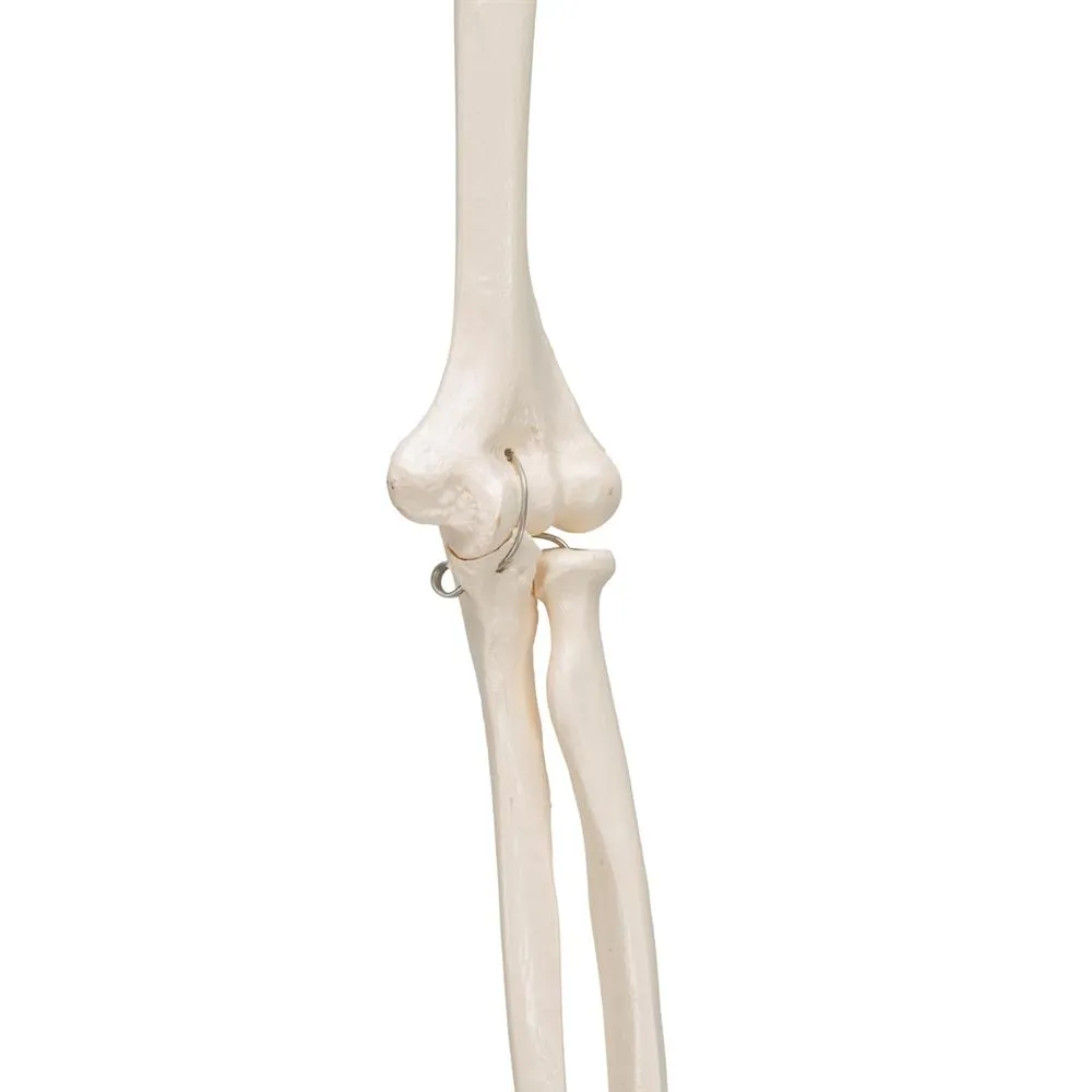 Arm Skeleton Wire Mounted