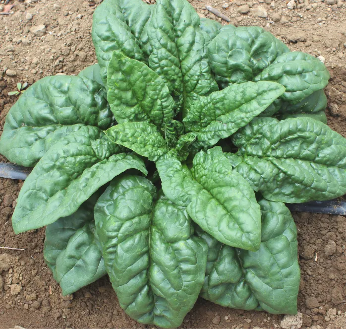 Bulk: Green Beret Hybrid Spinach Seeds