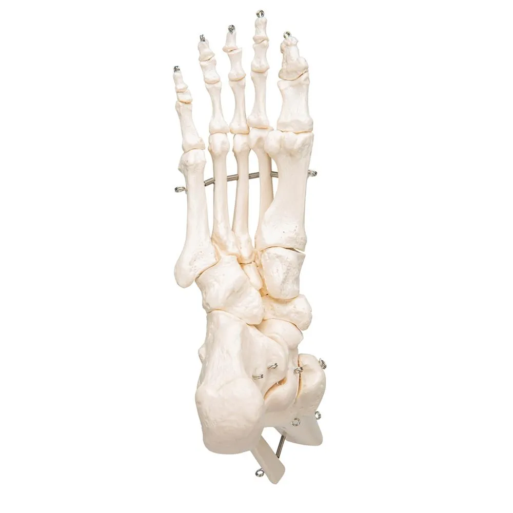 Foot and Ankle Skeleton Model