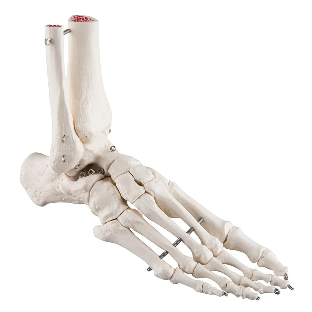 Foot and Ankle Skeleton Model