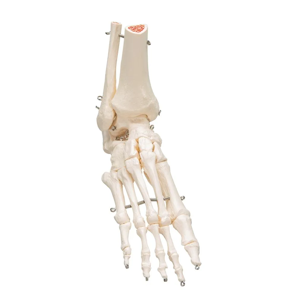 Foot and Ankle Skeleton Model
