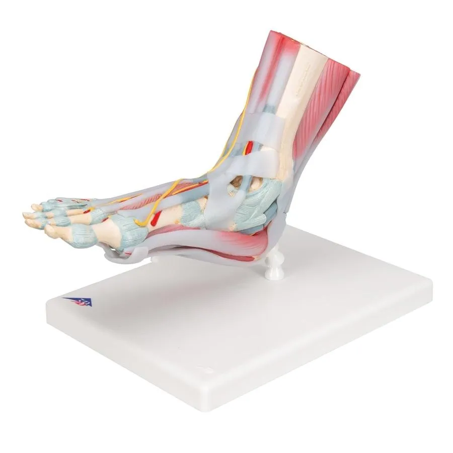 Foot Skeleton, Ligaments and Muscles