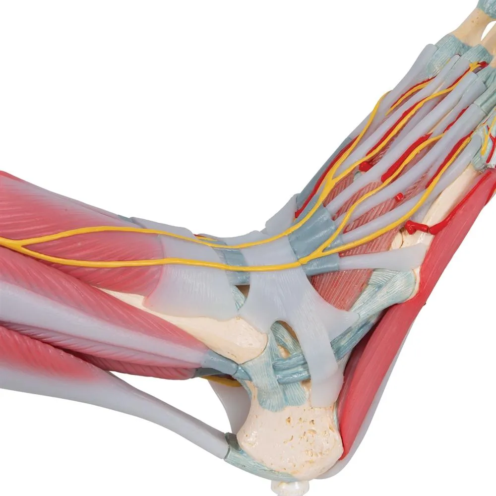 Foot Skeleton, Ligaments and Muscles