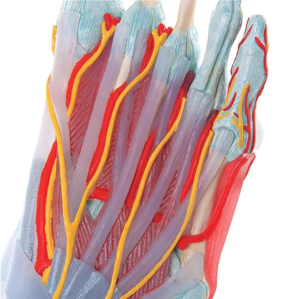 Foot Skeleton, Ligaments and Muscles