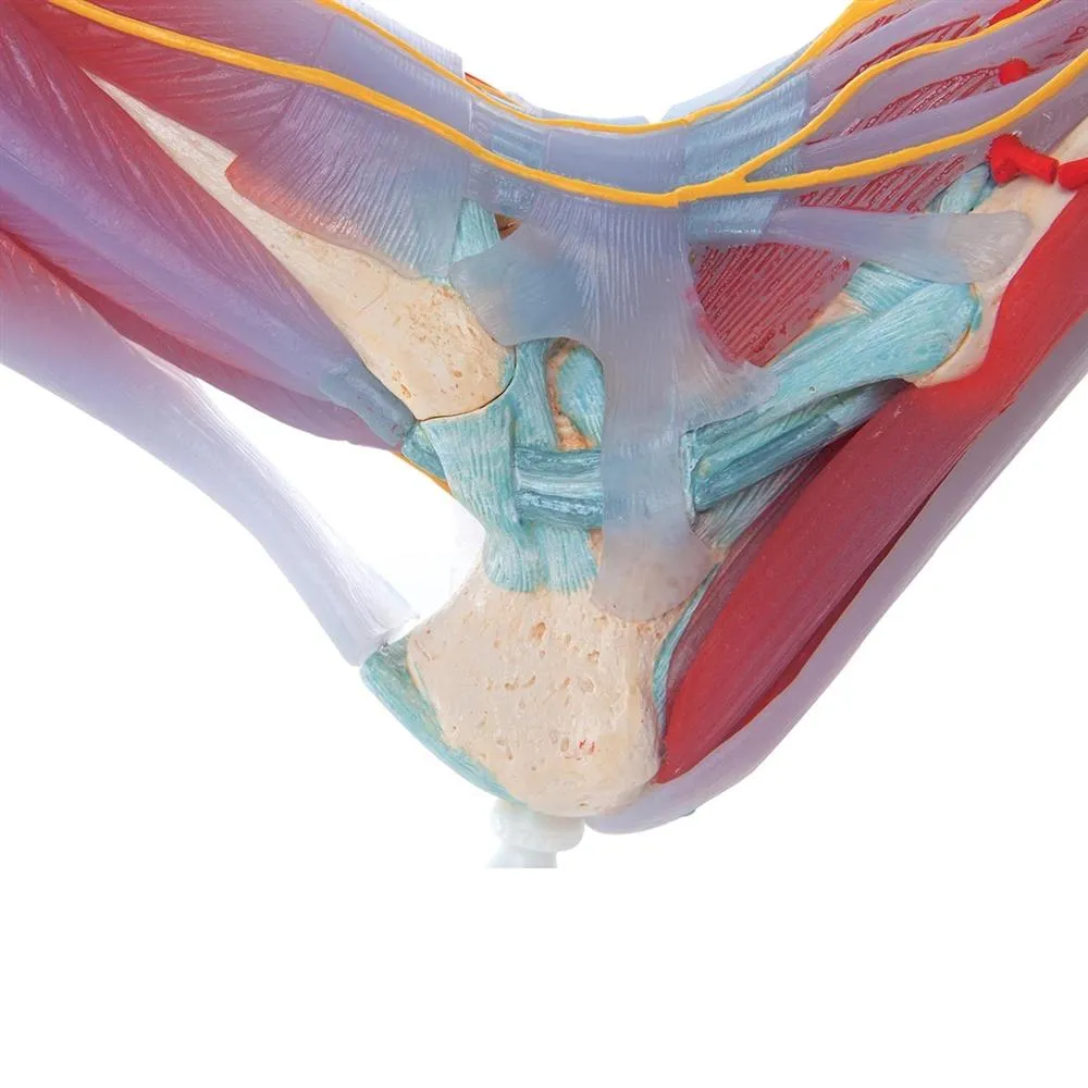 Foot Skeleton, Ligaments and Muscles
