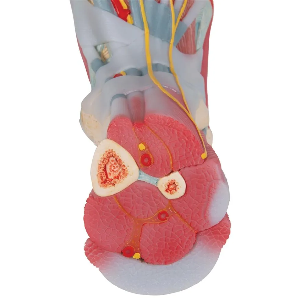 Foot Skeleton, Ligaments and Muscles