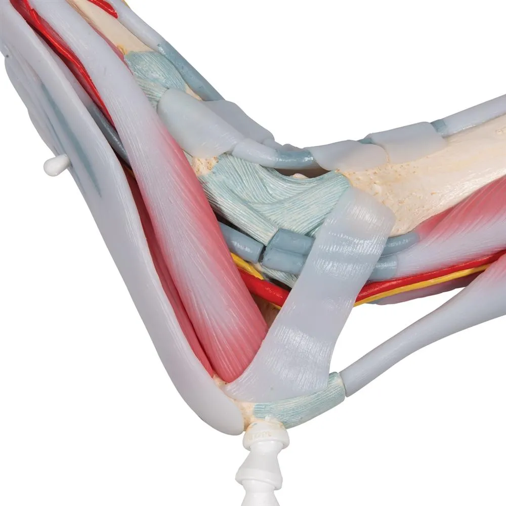 Foot Skeleton, Ligaments and Muscles