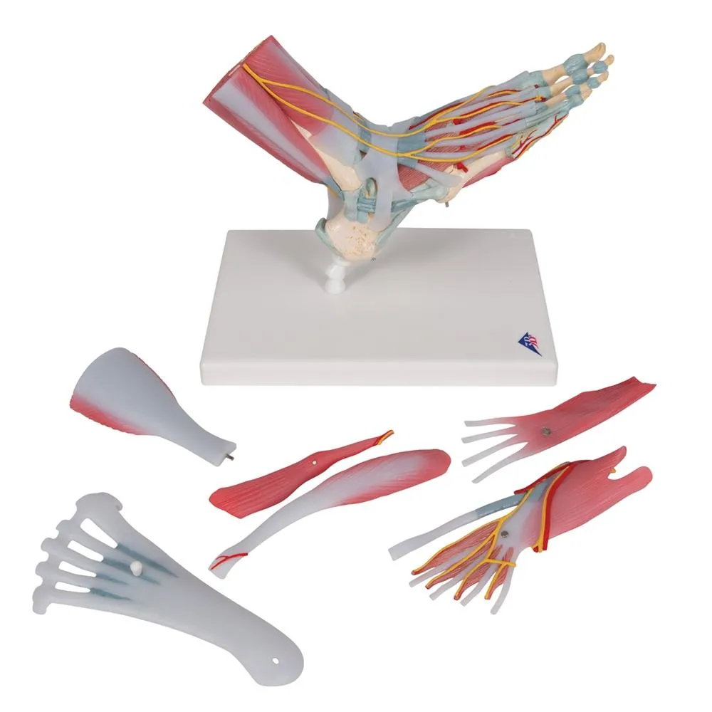 Foot Skeleton, Ligaments and Muscles