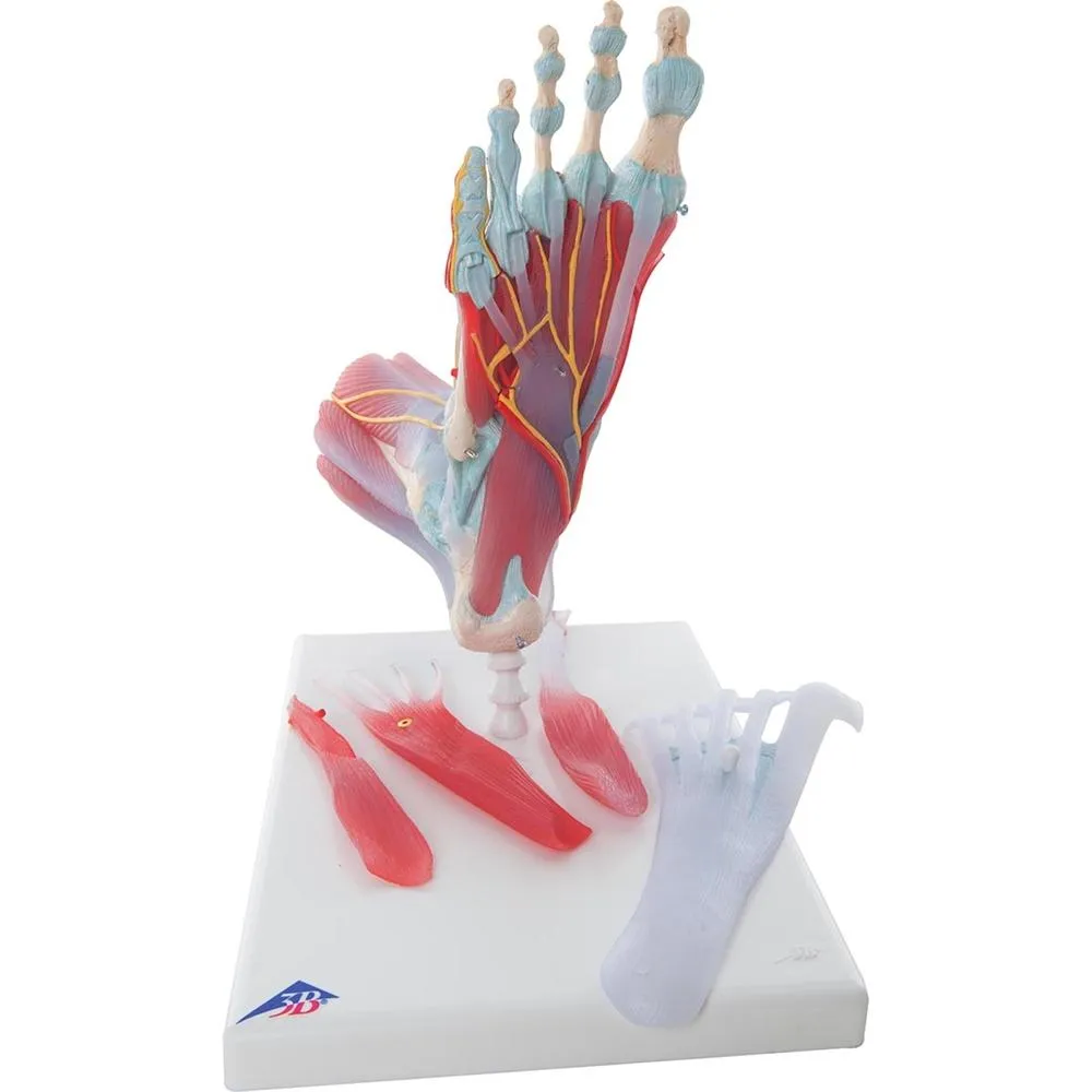 Foot Skeleton, Ligaments and Muscles