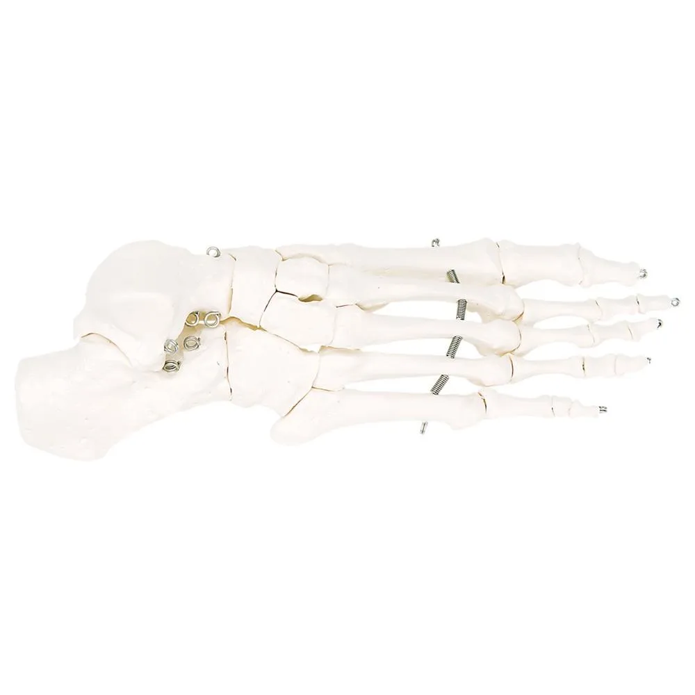 Foot Skeleton Wire Mounted