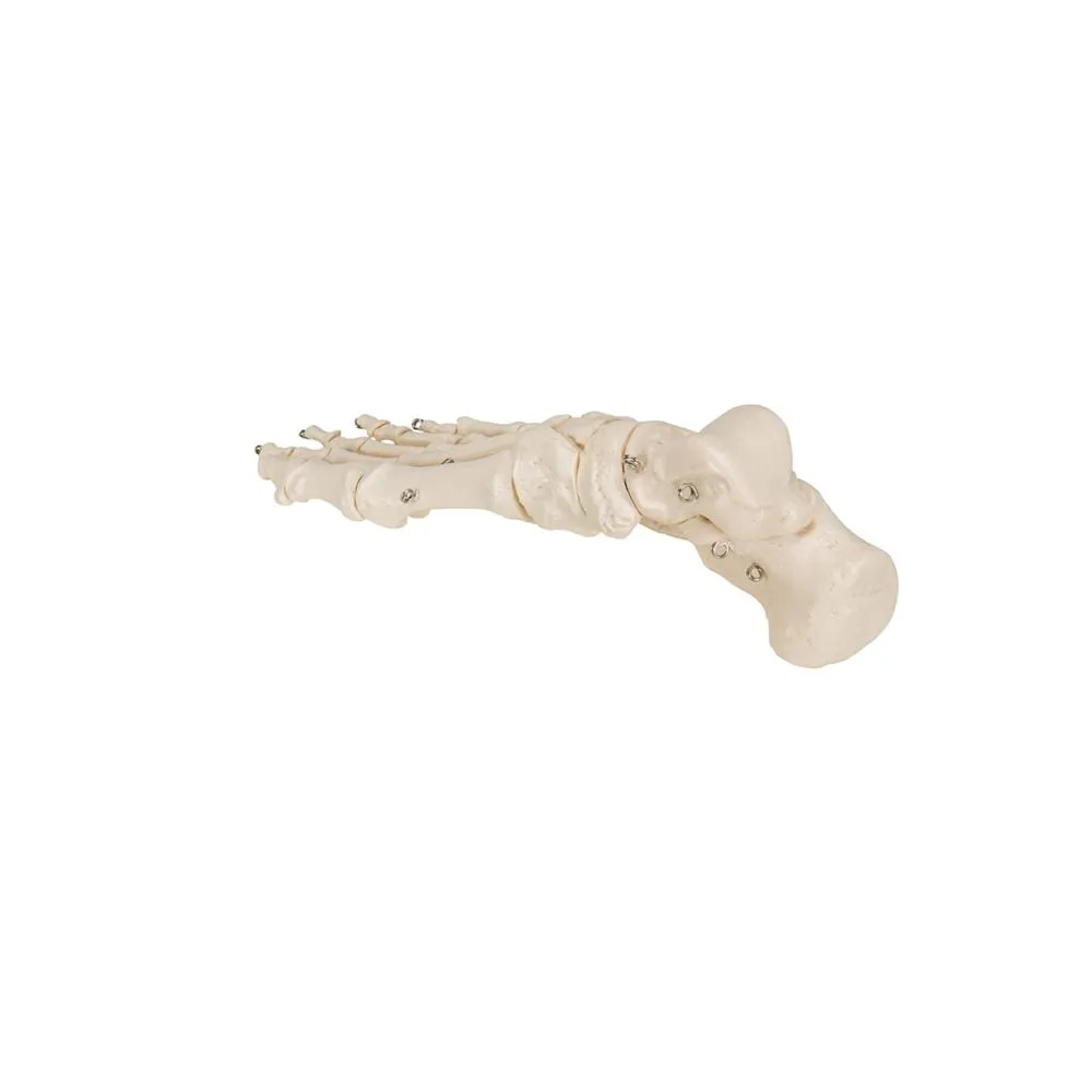 Foot Skeleton Wire Mounted