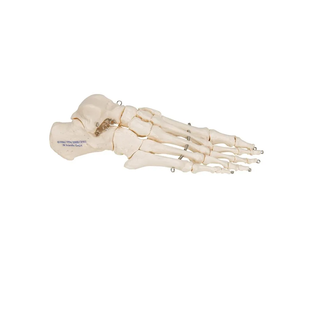 Foot Skeleton Wire Mounted
