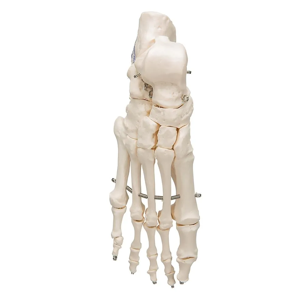 Foot Skeleton Wire Mounted