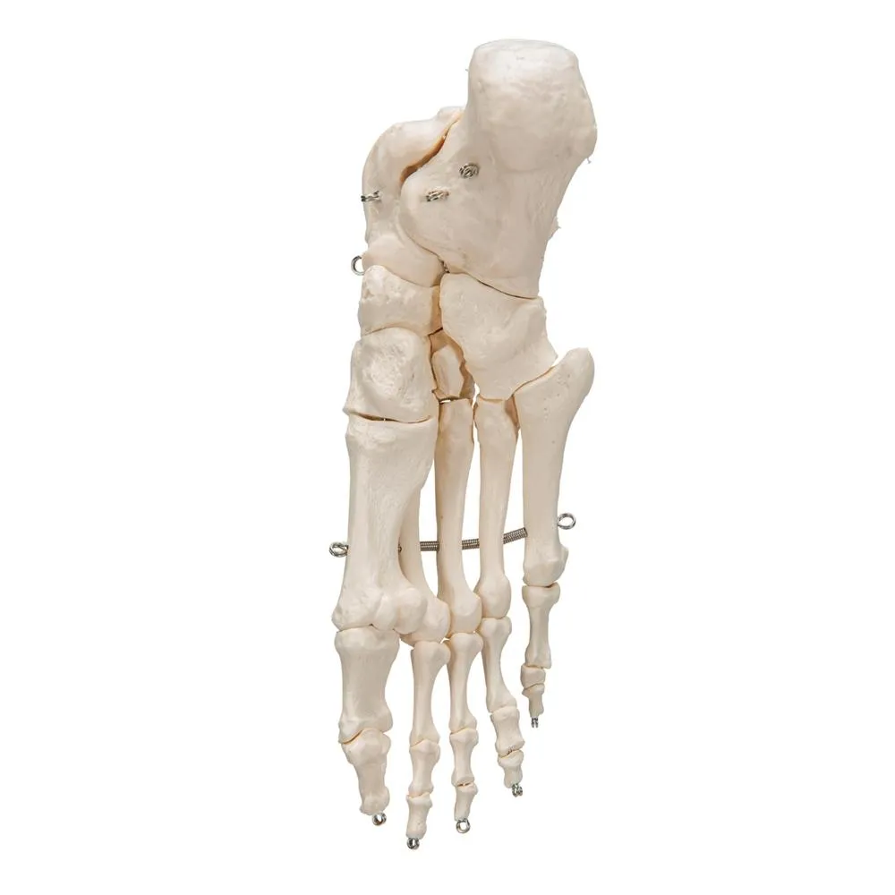 Foot Skeleton Wire Mounted