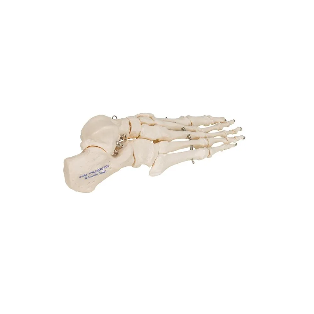 Foot Skeleton Wire Mounted