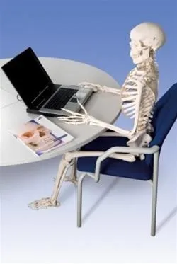 Functional Physiological Skeleton, Frank, Posable