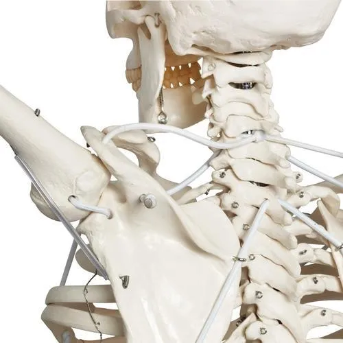 Functional Physiological Skeleton, Frank, Posable
