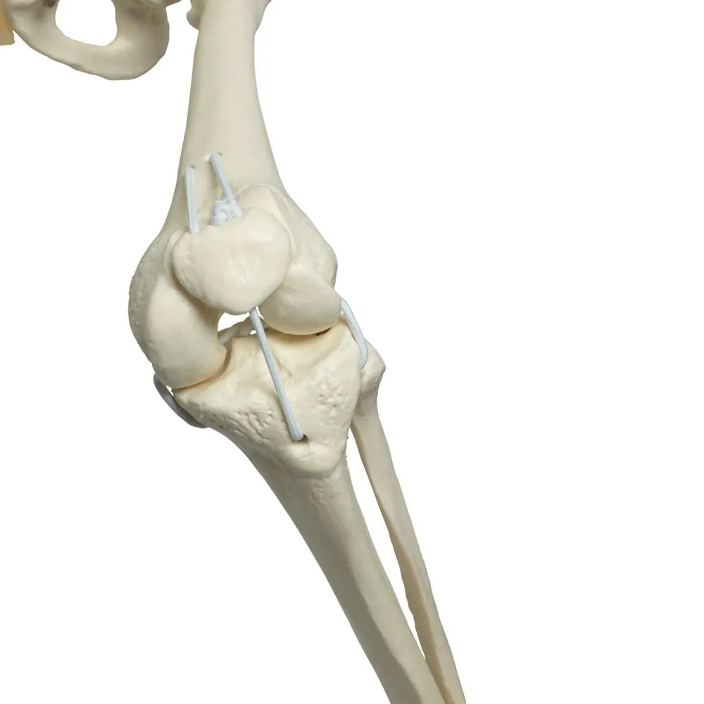 Functional Physiological Skeleton, Frank, Posable