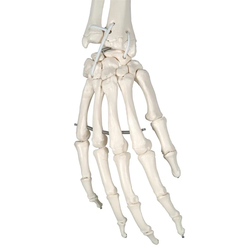 Functional Physiological Skeleton, Frank, Posable