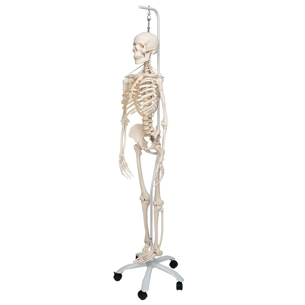 Functional Physiological Skeleton, Frank, Posable
