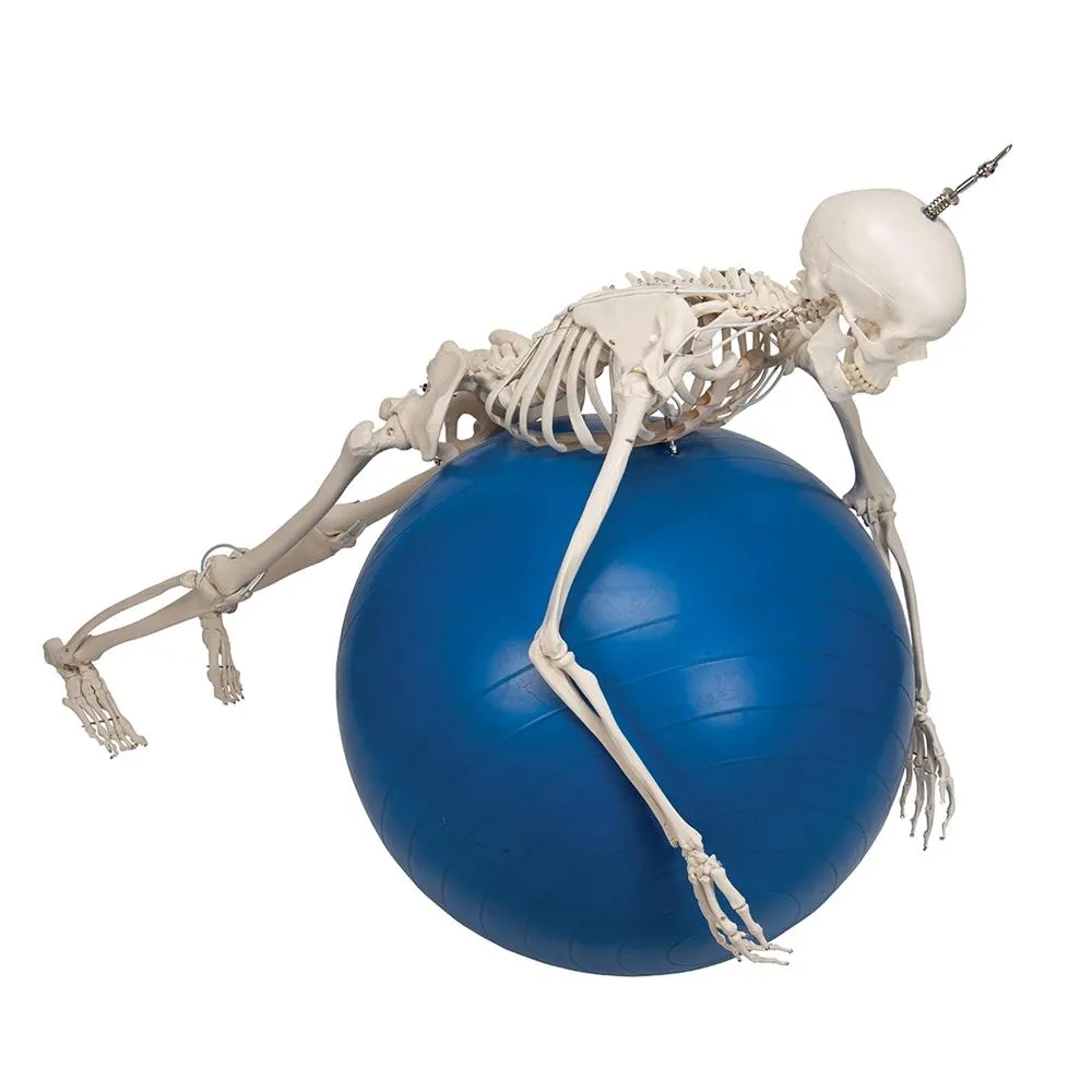 Functional Physiological Skeleton, Frank, Posable