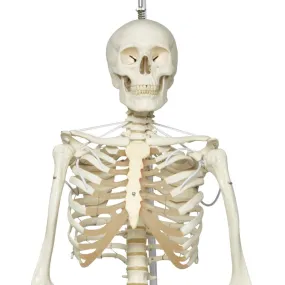 Functional Physiological Skeleton, Frank, Posable