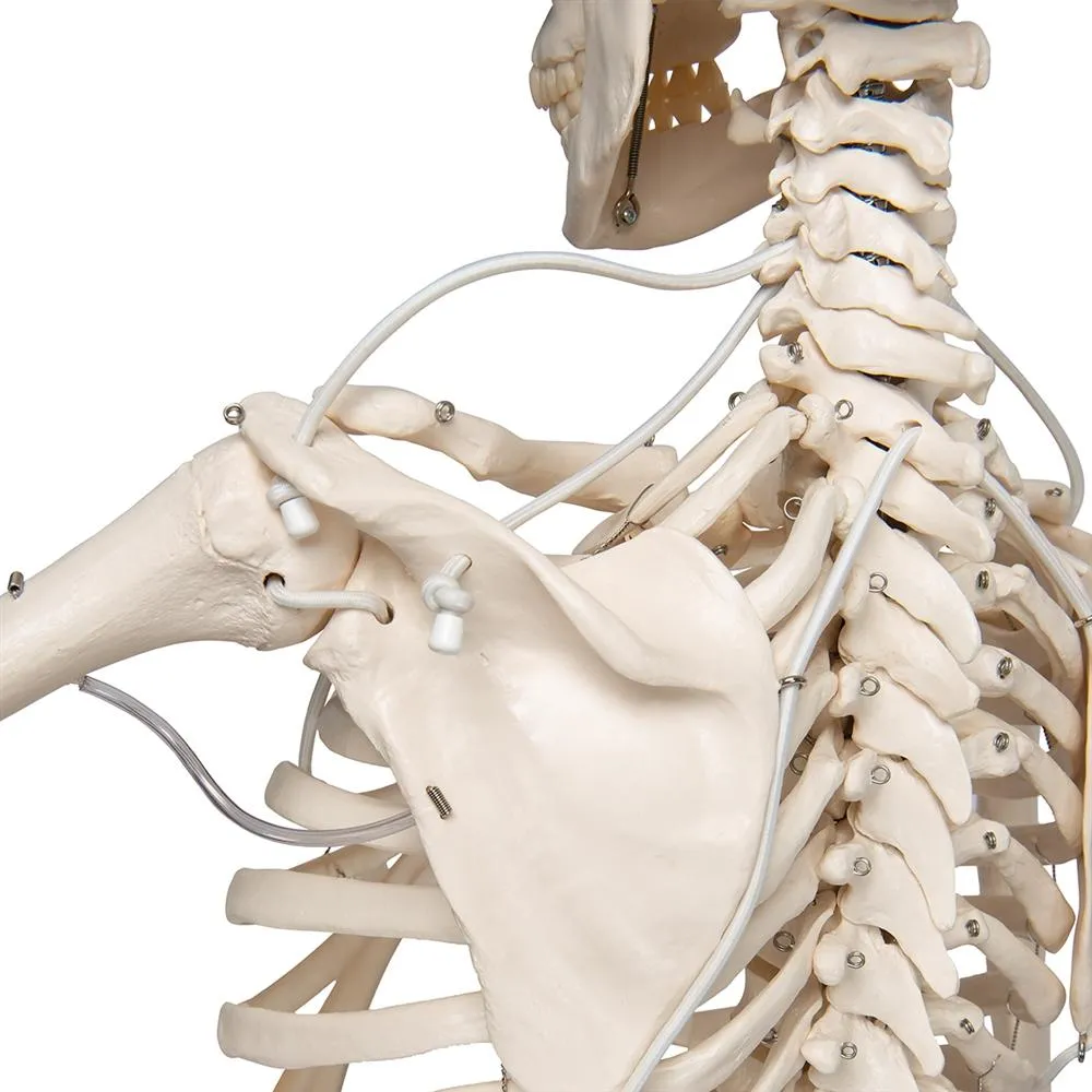 Functional Physiological Skeleton, Frank, Posable