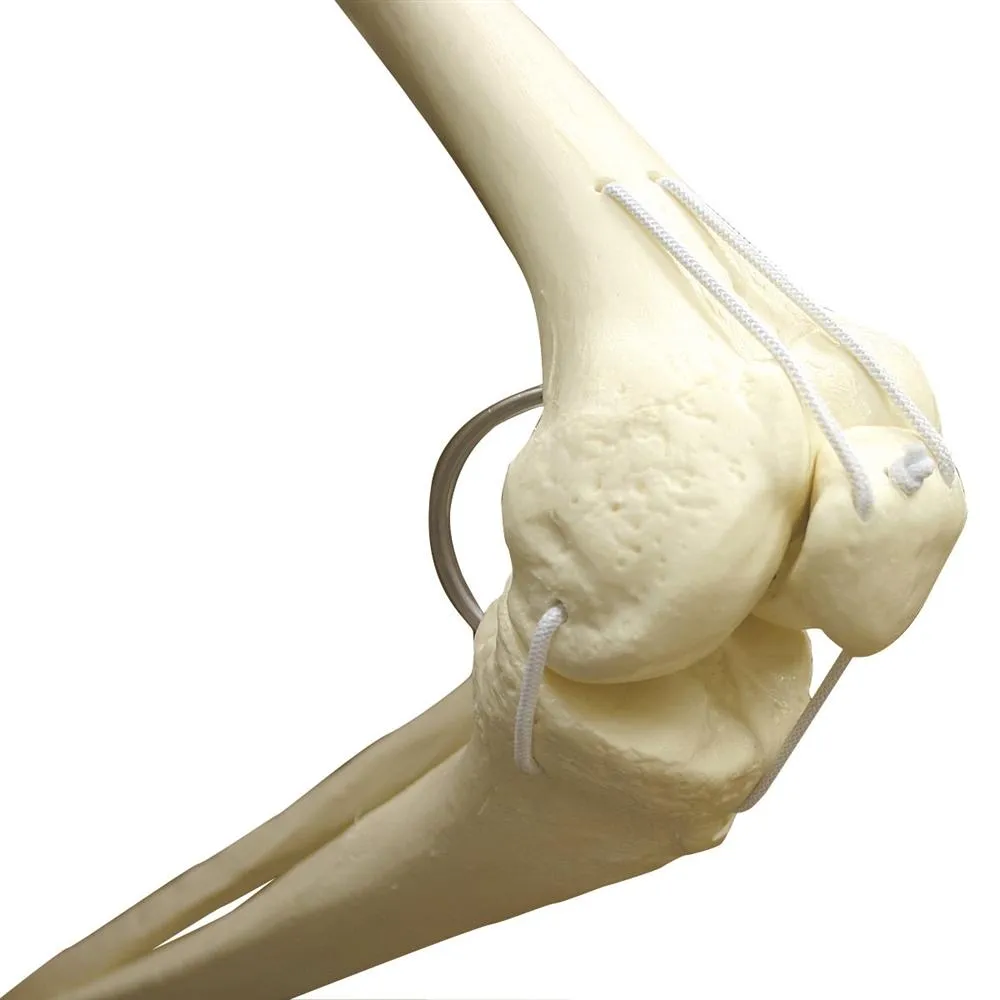 Functional Physiological Skeleton, Frank, Posable