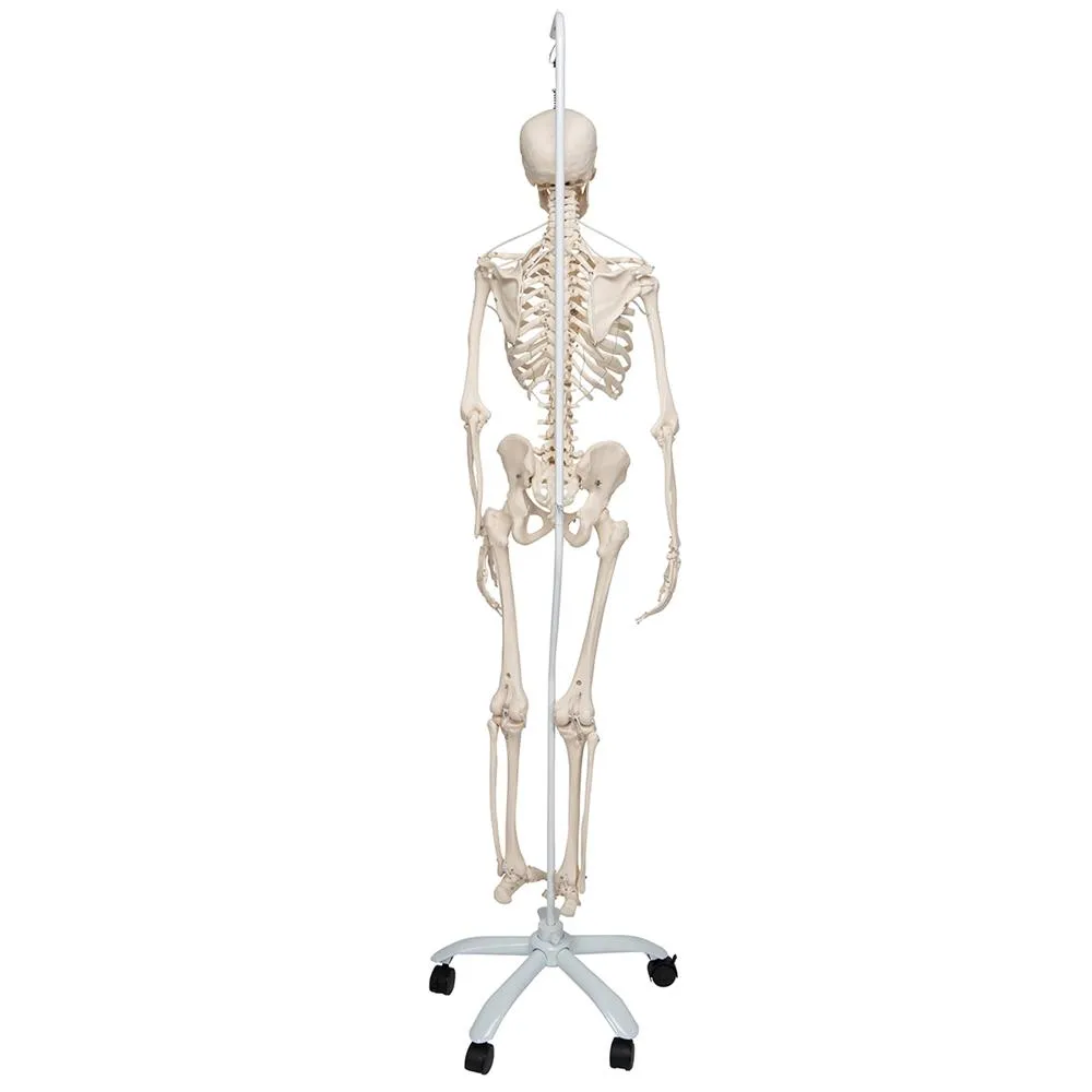 Functional Physiological Skeleton, Frank, Posable