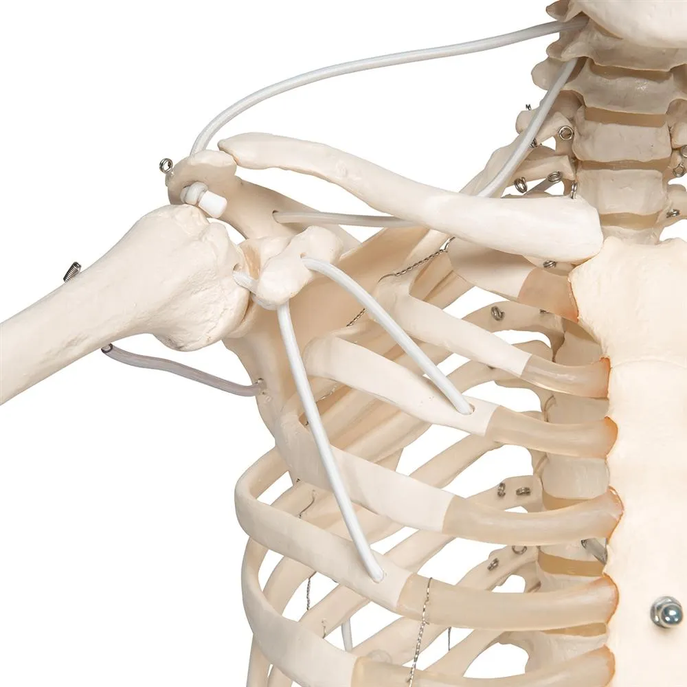 Functional Physiological Skeleton, Frank, Posable