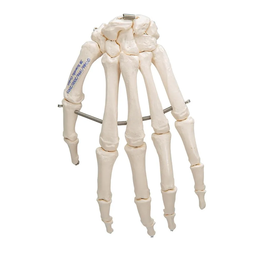 Hand Skeleton Wire Mounted