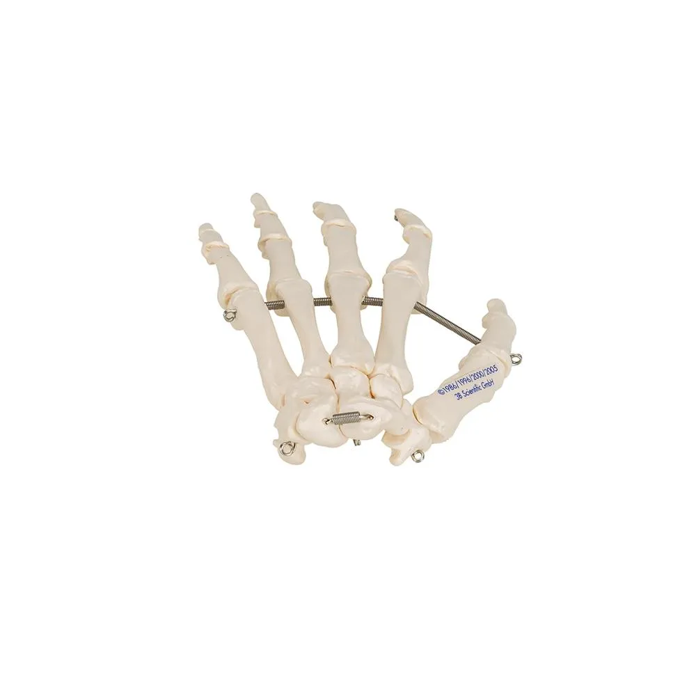 Hand Skeleton Wire Mounted