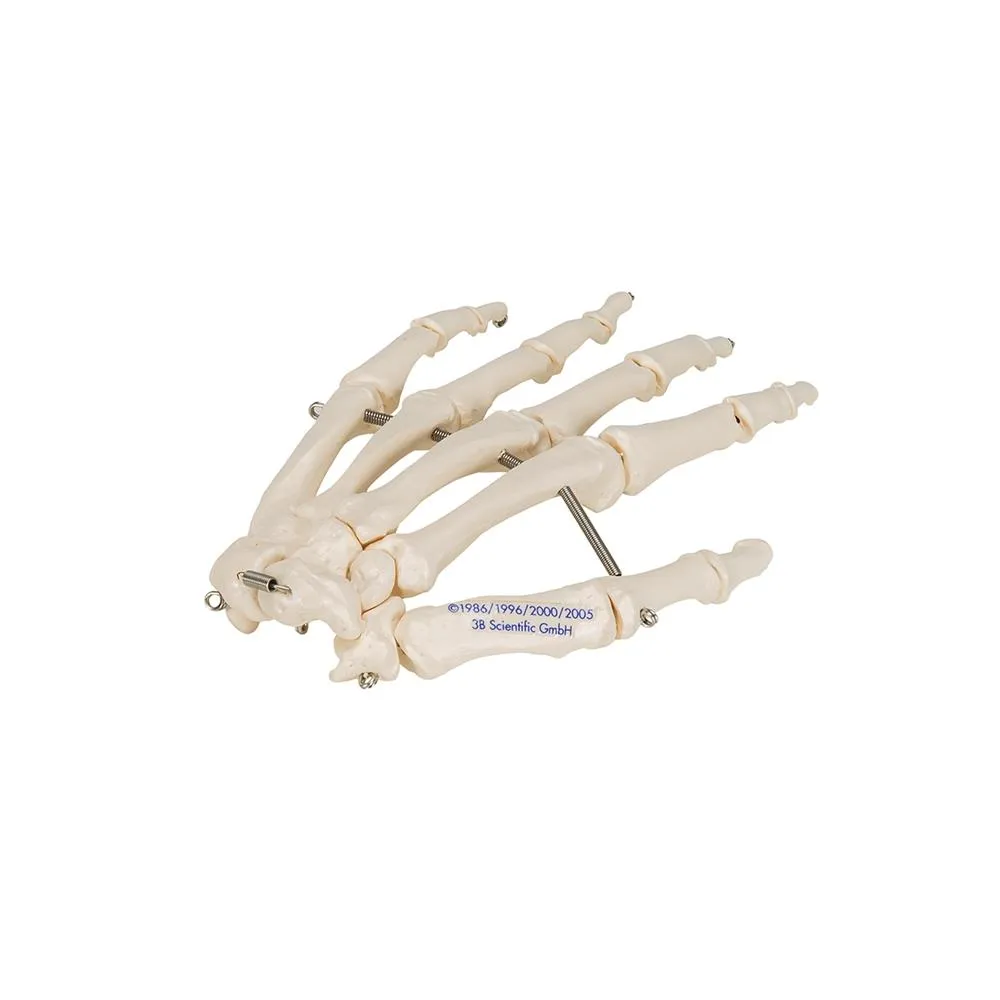Hand Skeleton Wire Mounted