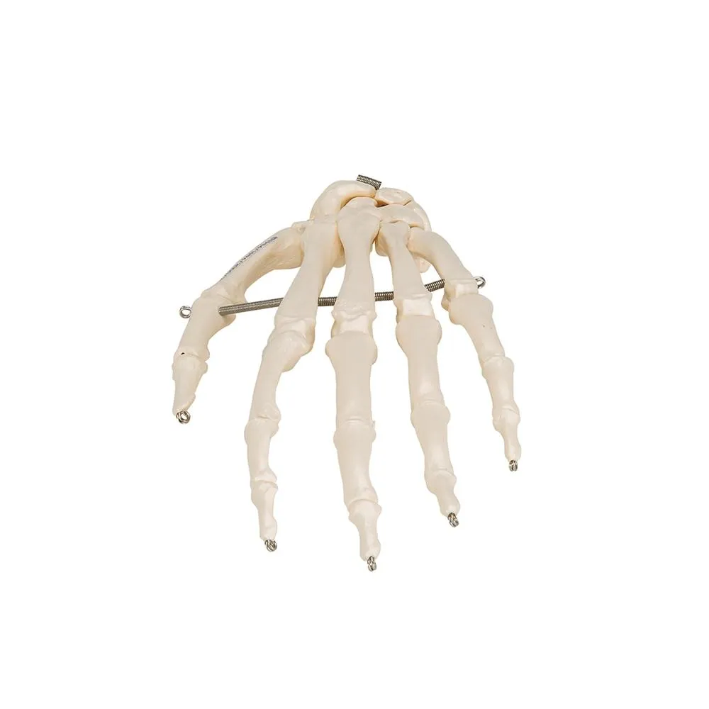 Hand Skeleton Wire Mounted