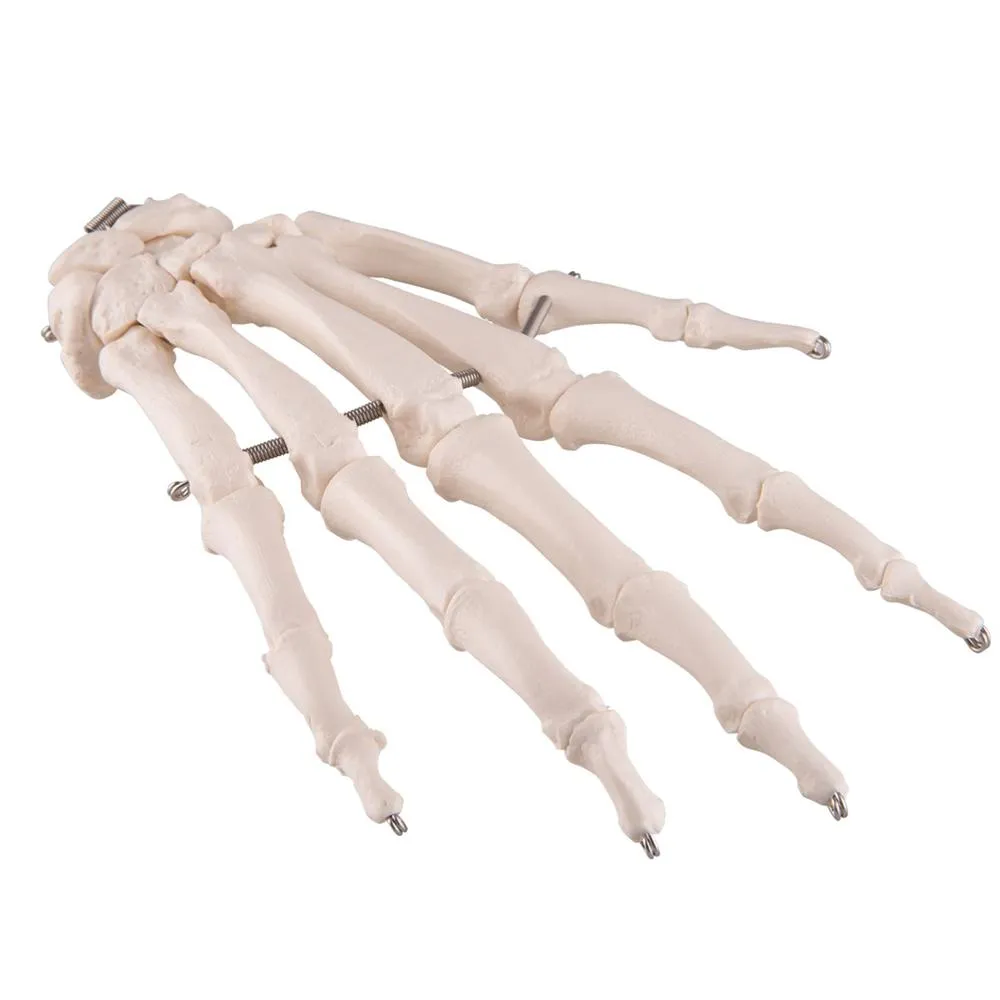 Hand Skeleton Wire Mounted