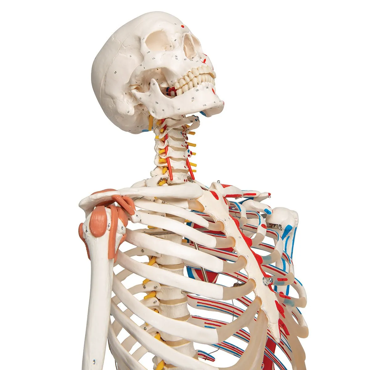 Human Skeleton Model with Muscles & Ligaments - Sam