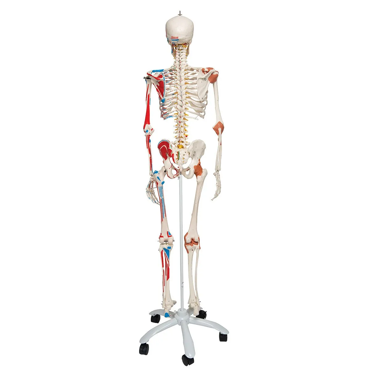 Human Skeleton Model with Muscles & Ligaments - Sam