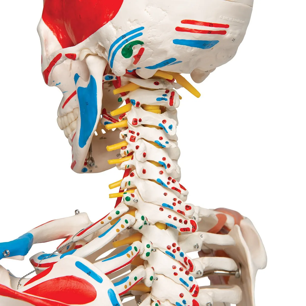 Human Skeleton Model with Muscles & Ligaments - Sam