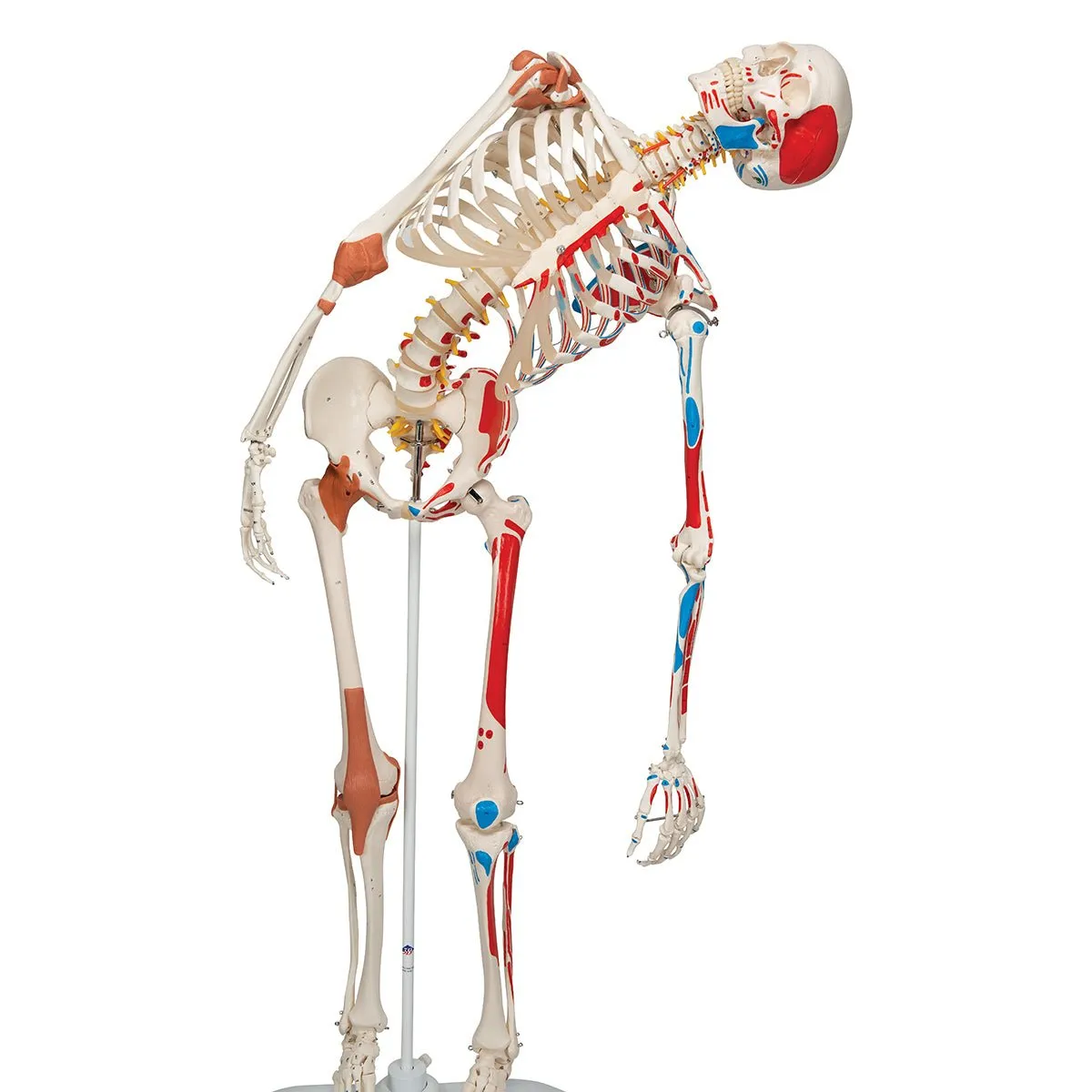 Human Skeleton Model with Muscles & Ligaments - Sam