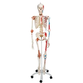 Human Skeleton Model with Muscles & Ligaments - Sam