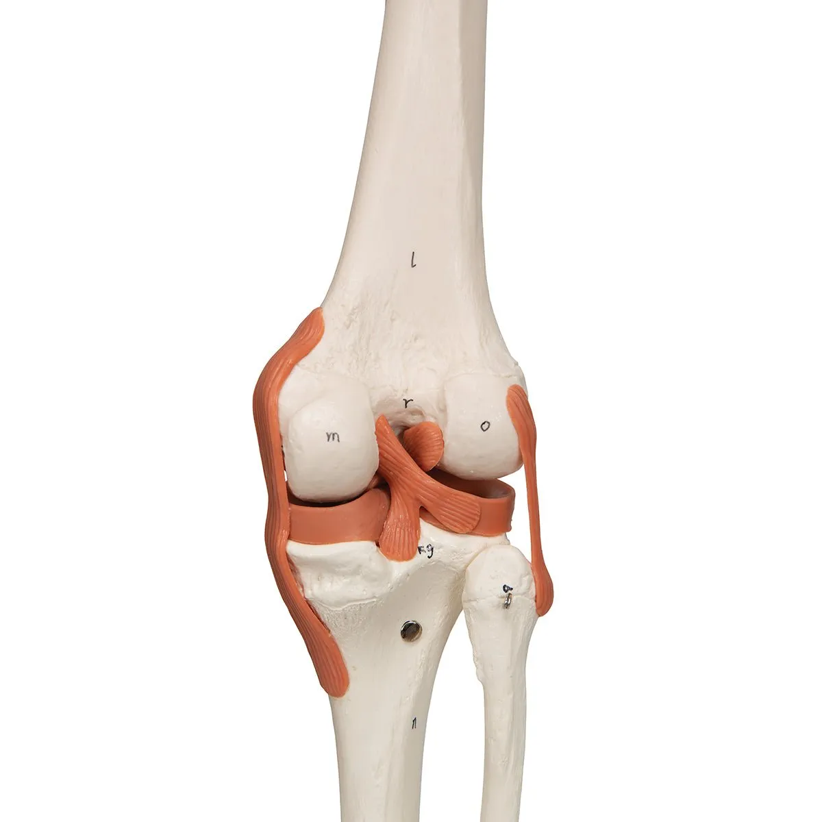Human Skeleton Model with Muscles & Ligaments - Sam