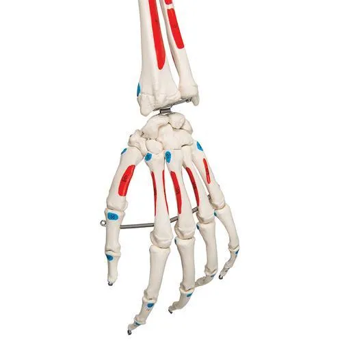 Human Skeleton Model with Painted Muscle Origins & Inserts - Max