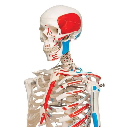 Human Skeleton Model with Painted Muscle Origins & Inserts - Max