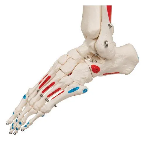 Human Skeleton Model with Painted Muscle Origins & Inserts - Max