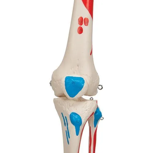Human Skeleton Model with Painted Muscle Origins & Inserts - Max